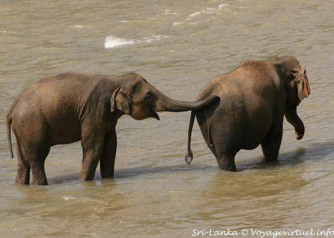 Scratch behind the elephants Pinnawela Elephant Orphanage - Sri Lanka Ceylon