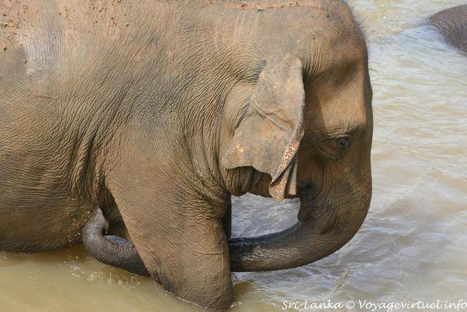 Pinnawela, elephants bathing in the Maha Oya river - Sri Lanka Ceylon