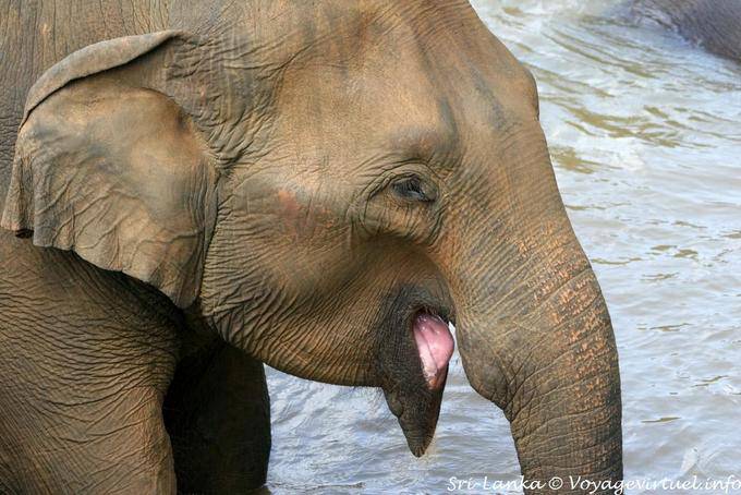 Elephant that pulls the tongue, Pinnawela - Sri Lanka Ceylon