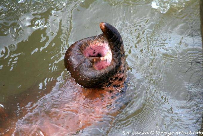 After wrong pear-shaped the Asian elephant Pinnawela - Sri Lanka Ceylon