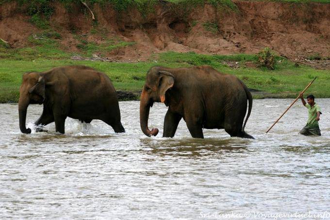 Continuing in the river by the keeper elephants Pinnawela - Sri Lanka Ceylon