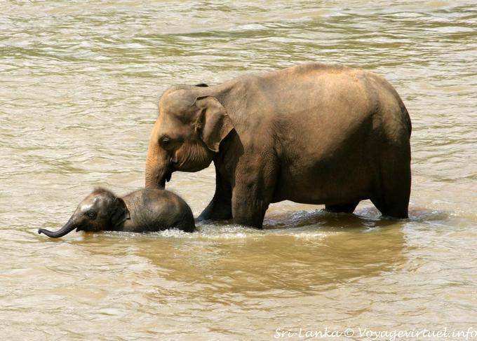 Initiation of the baby elephant for swimming with its mother, Pinnawela Orphanage - Sri Lanka Ceylon