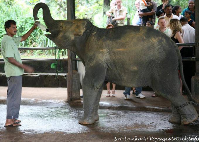 Bottle for the baby elephant at the Pinnawela Elephant Orphanage nursery - Sri Lanka Ceylon