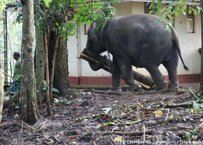 Portage tree trunk by an Asian elephant, Pinnawela - Sri Lanka Ceylon