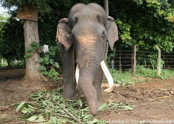 Old male with its ivory tusks, Pinnawela Elephant Orphanage - Sri Lanka Ceylon