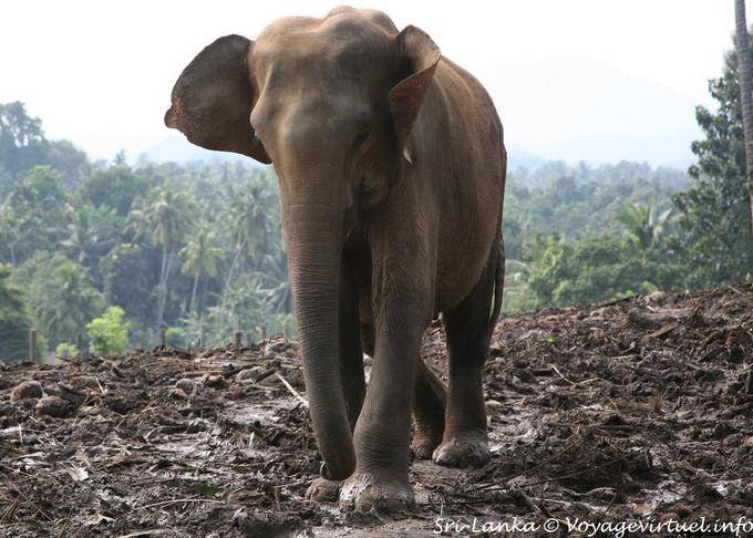 Pinnawela, wild elephants living mostly in semi-freedom - Sri Lanka Ceylon