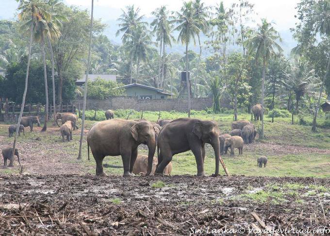 Pinnawela, elephant orphanage founded by Dept of Wildlife Conservation - Sri Lanka Ceylon