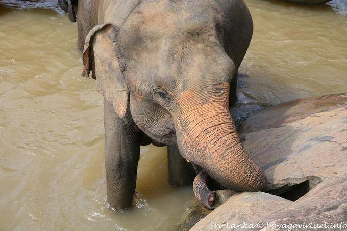 Pinnawela, an elephant that greatly mistaken - Sri Lanka Ceylon