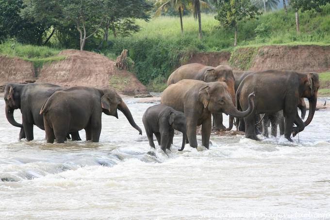 Herd of elephants in the rapids of the Maha Oya, Pinnawela - Sri Lanka Ceylon