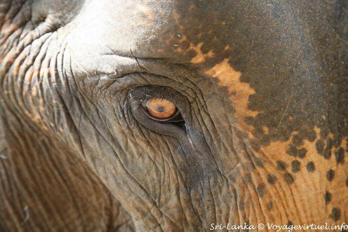 Indian Elephant eye close-up, Pinnawela - Sri Lanka Ceylon