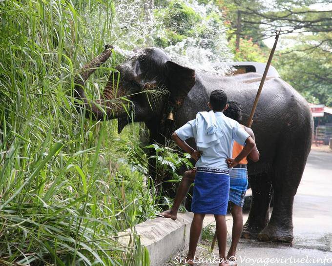 Elephant watering is with his trunk along the road, Pinnawela - Sri Lanka Ceylon