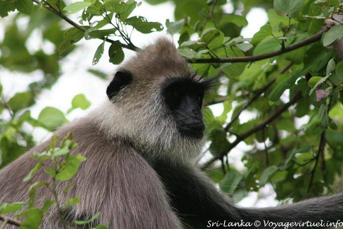 Monkey in a tree near the Gal Vihara, Polonnaruwa - Sri Lanka Ceylon