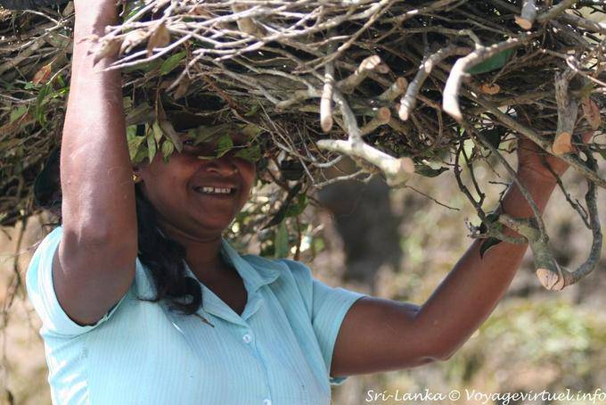 Sri Lankan tea plants bearing the size of the head - Sri Lanka Ceylon