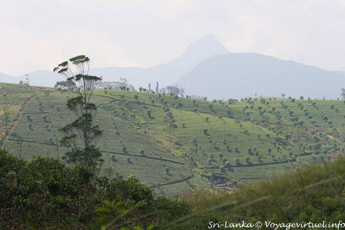 Hill designed by tea plantations - Sri Lanka Ceylon