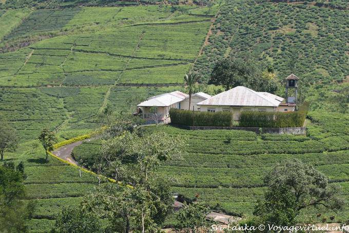 Tea Factory, Central Province - Sri Lanka Ceylon