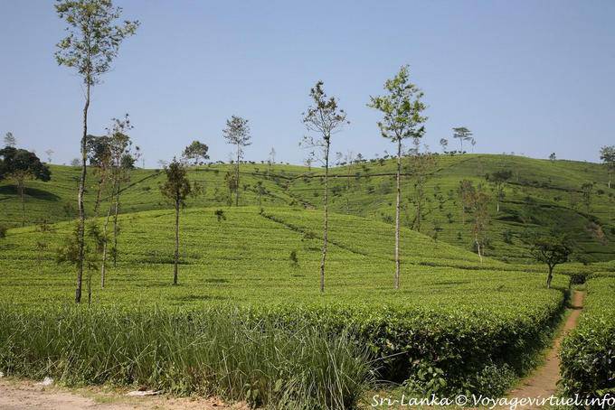 Tea plantation landscape around Hatton - Sri Lanka Ceylon