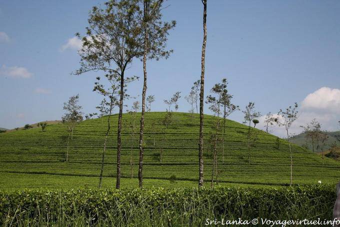 Tea plants hill between Hatton and Kotagala - Sri Lanka Ceylon