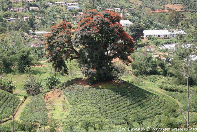 Beautiful flamboyant on a mound, Kalugala - Sri Lanka Ceylon