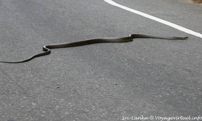 Snake crossing the road to Kalugala - Sri Lanka Ceylon