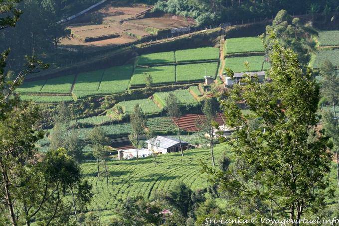 Geometric arrangement of tea plantations, Nanuoya - Sri Lanka Ceylon
