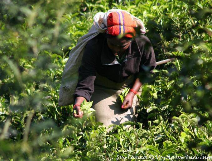 Tea Hand picking, Radella Short cut road - Sri Lanka Ceylon