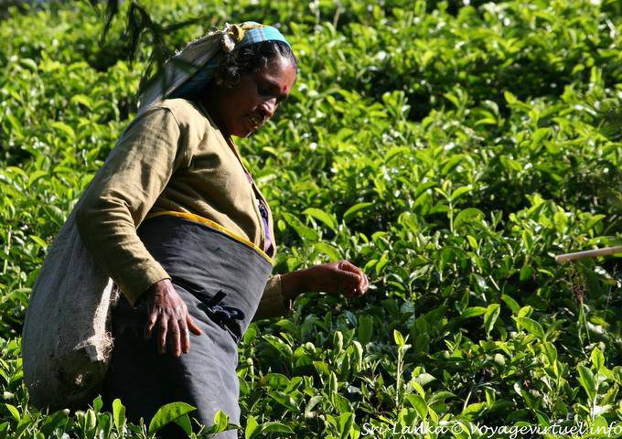 Equipment for tea picker, Radella Short cut road - Sri Lanka Ceylon