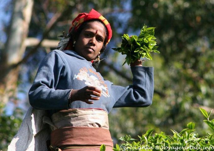 Tea picker filling his bag, Radella Short cut road - Sri Lanka Ceylon
