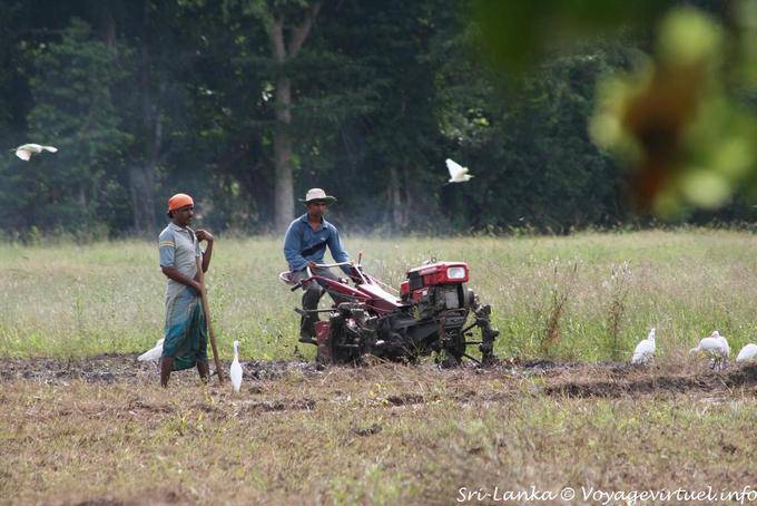Labour around Habarana - Sri Lanka Ceylon