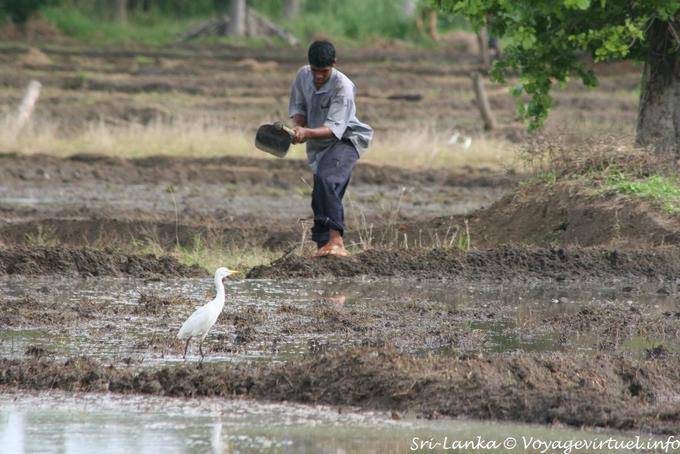 Farmer in a rice field to Habarana - Sri Lanka Ceylon