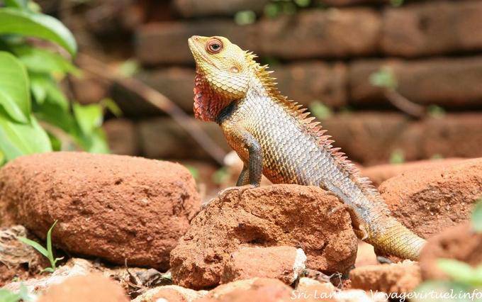 Lizard of the family of Agamas, Sigiriya Mount of Remembrance - Sri Lanka Ceylon