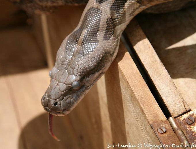The head of the boa, Sigiriya - Sri Lanka Ceylon