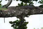 Water monitor (Varanus Salvator) Beruwela, Sri Lanka Ceylon.