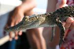 Baby crocodile, Beruwela, Sri Lanka Ceylon.