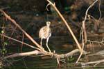 Heron look, mangrove Bentota, Sri Lanka Ceylon.