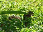 Squirrel in green grass, Beruwela, Sri Lanka Ceylon.