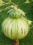 Vegetable decorative lamp, Eden Spa, Beruwela, Sri Lanka Ceylon.