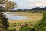 Herd lakefront, Kandalama, Sri Lanka Ceylon.