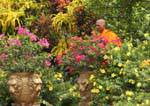 Monk in the lush garden of the Golden temple, Dambulla, Sri Lanka Ceylon.