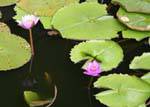 Lotus in the pond in front of the caves in the Golden Temple, Dambulla, Sri Lanka Ceylon.