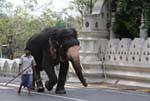 Elephant and his mahout, later participating in the festival of the Perahera, Kandy, Sri Lanka Ceylon.