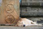 Dog sleep in the sanctuary, Gadaladeniya Temple, Kandy, Sri Lanka Ceylon.