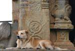 Dog keeps the amount before the oracle, Gadaladeniya, Kandy, Sri Lanka Ceylon.