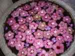 Regency Hotel Kandy, hospitality flower basin, Sri Lanka Ceylon.