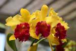 Yellow and red orchids, Royal Botanical Gardens, Peradeniya, Kandy, Sri Lanka Ceylon.