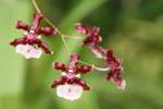 Chocolate-scented orchids, Peradeniya Royal Botanic Gardens, Sri Lanka Ceylon.