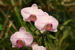 Phalaenopsis pink ribbed with dark heart, Peradeniya Botanical Park, Sri Lanka Ceylon.