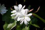 Jasmine delicacy, Royal Botanical Gardens, Peradeniya, Sri Lanka Ceylon.