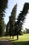 Norfolk pines tormented Peradeniya Botanical Park, Sri Lanka Ceylon.