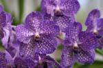 Vanda purple and white orchids, botanical garden of Peradeniya, Sri Lanka Ceylon.