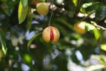 Tree yielding fruit red seed Peradeniya Botanic Garden, Sri Lanka Ceylon.